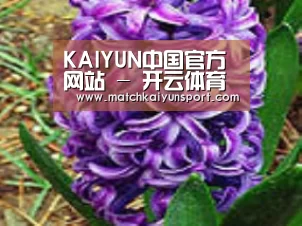 产品名称八