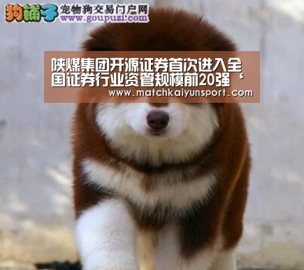 陕煤集团开源证券首次进入全国证券行业资管规模前20强‘KAIYUN’(图2) 陕煤集团开源证券首次进入全国证券行业资管规模前20强‘KAIYUN’(图2)