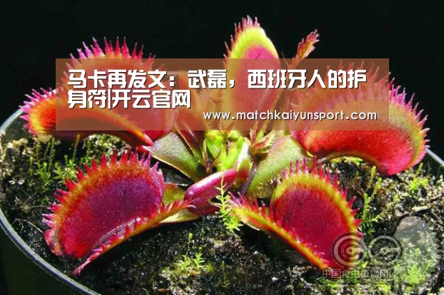 开云体育官网